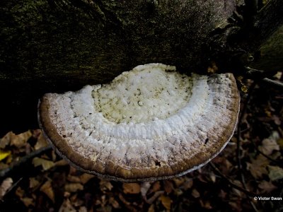 Witte bultzwam - Trametes gibbosa.jpg