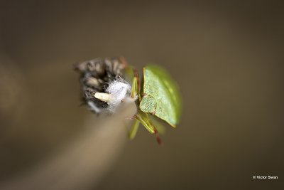 Groene Stinkwants - Palomena prasina.jpg