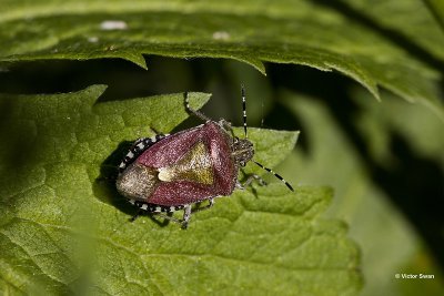 Bessenwants Dolycoris baccarum.jpg