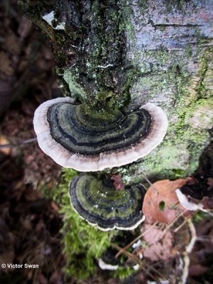 Gewoon elfenbankje - Trametes versicolor.jpg