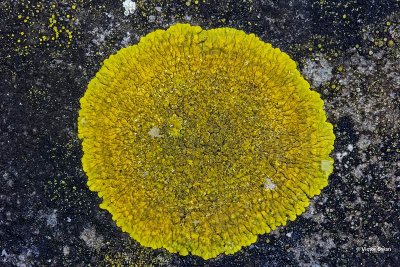 Gelobde geelkorst  Candelariella medians.jpg