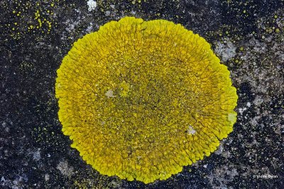 Gelobde geelkorst Candelariella medians.jpg