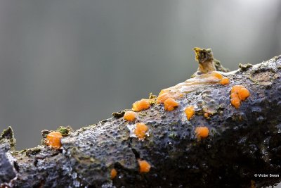 Oranje druppelzwam - Dacrymyces stillatus.jpg
