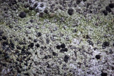 Dikke blauwkorst Porpidia tuberculosa.jpg