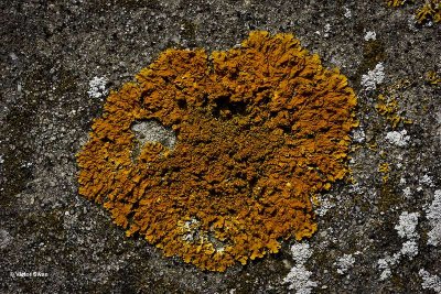 Oranje Dooiermos  Xanthoria calcicola.jpg