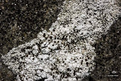 Kastanjebruine schotelkorst Lecanora campestris.jpg