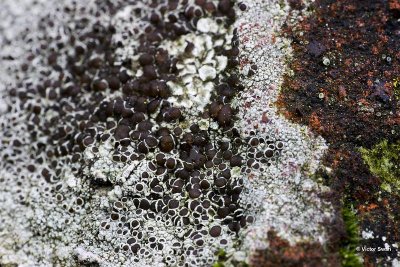 Kastanjebruine Schotelkorst   Lecanora campestris.jpg