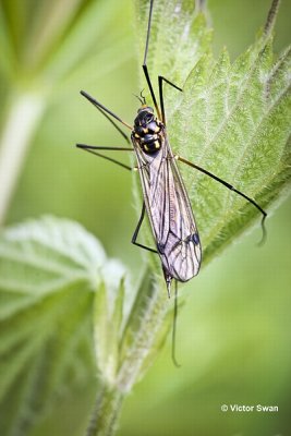 Nephrotoma flavipalpis.jpg