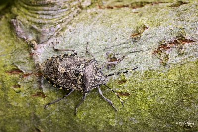 Grauwe veldwants - Rhaphigaster nebulosa.jpg