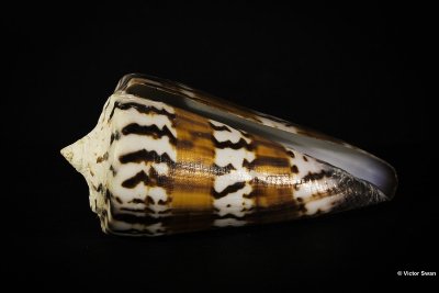 0181-X Conus generalis.jpg