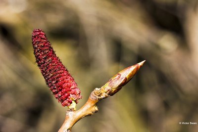 Knop.jpg