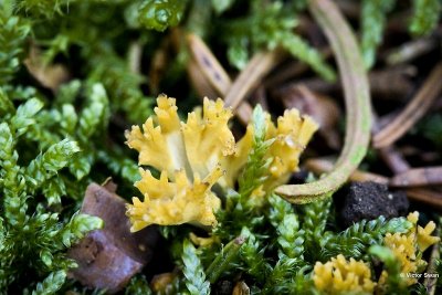 Goudgele koraalzwam - Ramaria aurea.jpg