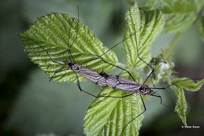 Nephrotoma flavipalpis.jpg