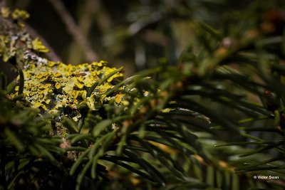 Groot dooiermos Xanthoria parietina.jpg