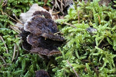 Gewone franjezwam Thelephora terrestris.jpg