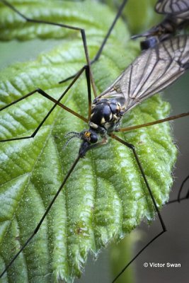 Nephrotoma flavipalpis.jpg