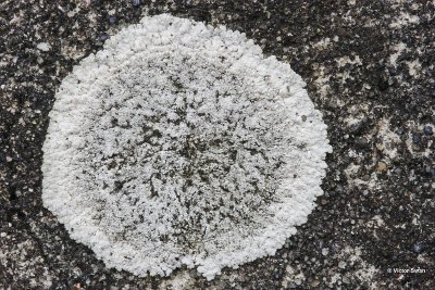 Witte citroenkorst Caloplaca teicholyta.jpg