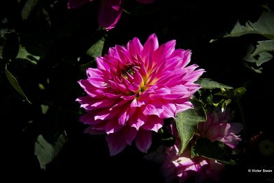 Dahlia-Gallery Bellini.jpg