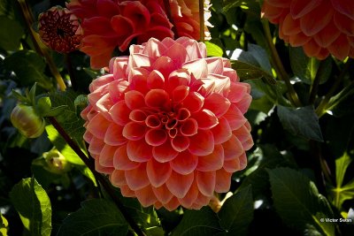 Dahlia-Beertje.jpg