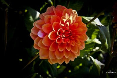Dahlia-Beertje.jpg