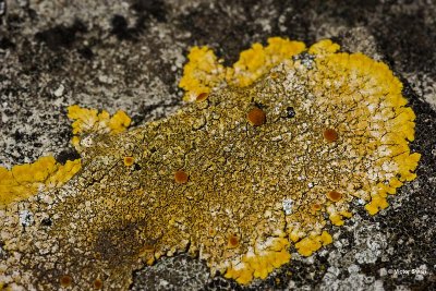 Platte citroenkorst Caloplaca aurantia.jpg
