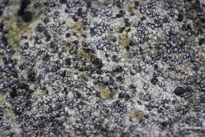 Dikke blauwkorst Porpidia tuberculosa.jpg