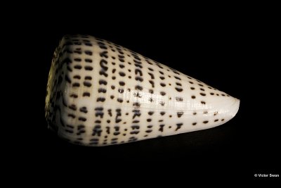 0184-Conus leopardus.jpg