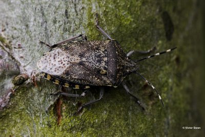 Grauwe veldwants - Rhaphigaster nebulosa.jpg