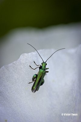Fraaie Schijnboktor - Oedomera nobilis .jpg