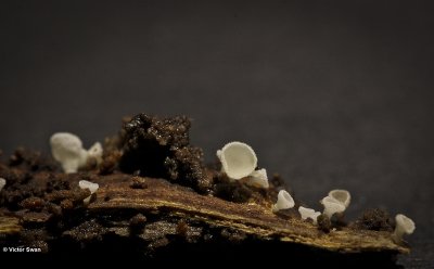 Sneeuwwit franjekelkje Dasyscyphella nivea.jpg