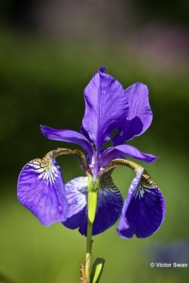 Iris sibirica.jpg