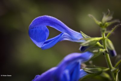 Veldsalie   Salvia pratensis.jpg