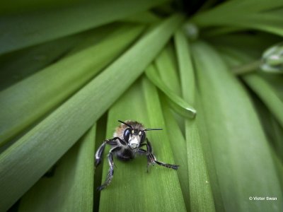 Gewone sachembij - Anthophora plumipes.jpg
