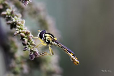 Grote Langlijf - Sphaerophoria scripta.jpg