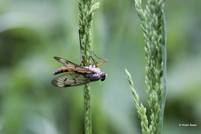 Gewone Snipvlieg Rhagio scolopaceus.jpg