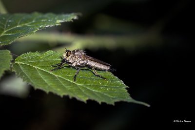 Roodbaardroofvlieg Eutolmus rufibarbis.jpg