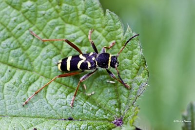 Kleine Wespenboktor - Clytus arietis .jpg