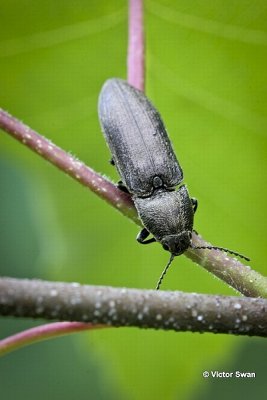 Muisgrijze Kniptor Agrypnus murinus.jpg