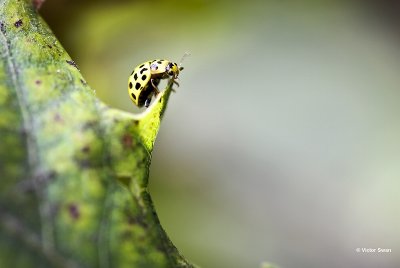 Citroenlieveheersbeestje Psyllobora vigintiduopunctata.jpg