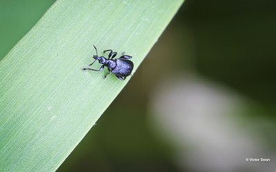 Grote sigarenmaker Byctiscus betulae.jpg