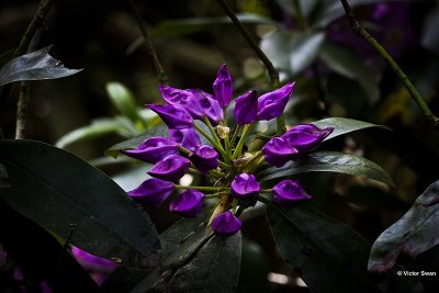 Rododendron.jpg