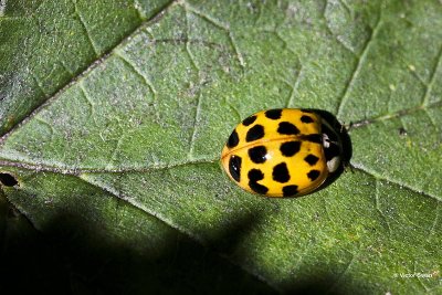 Veelkleurig Aziatisch Lieveheersbeestje Harmonia axyridis.jpg