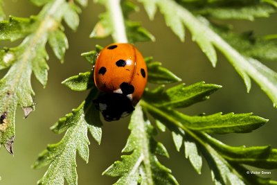Zevenstippelig lieveheersbeestje Coccinella septempunctata.jpg