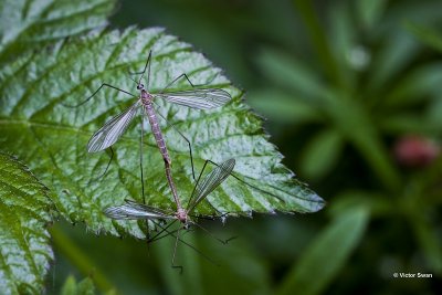 Grote langpootmug Tipula oleracea .jpg