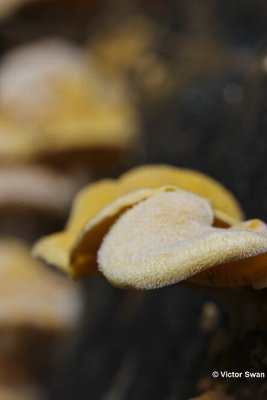 Oranje oesterzwam - Phyllotopsis nidulans.jpg