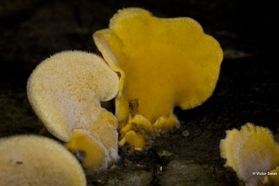 Oranje oesterzwam - Phyllotopsis nidulans.jpg