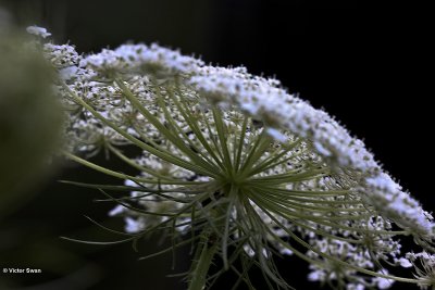 Wilde peen  Daucus carota.jpg