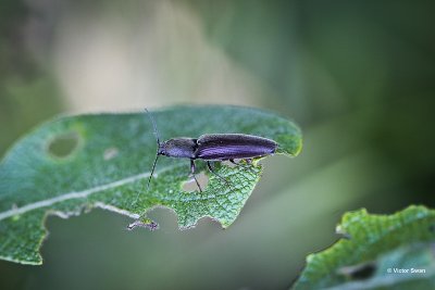Roodaarskniptor Athous haemorrhoidalis kl.jpg