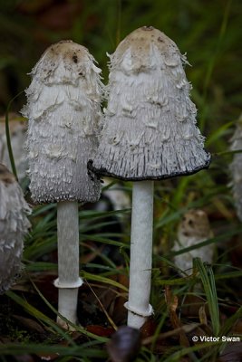 Geschubde inktzwam  Coprinus comatus.jpg