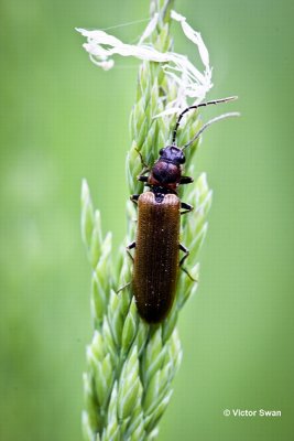 Slanke kniptor Denticollis linearis.jpg